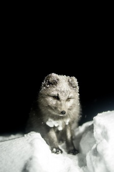 Fox small animal HD mobile wallpaper