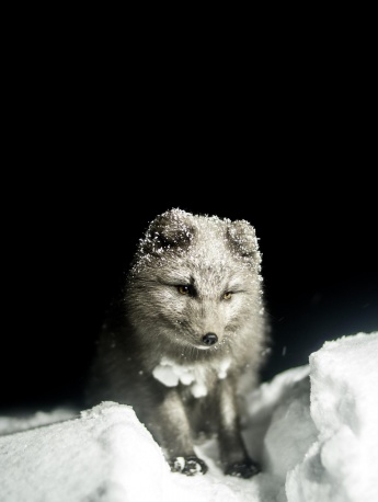 狐狸小动物高清手机壁纸