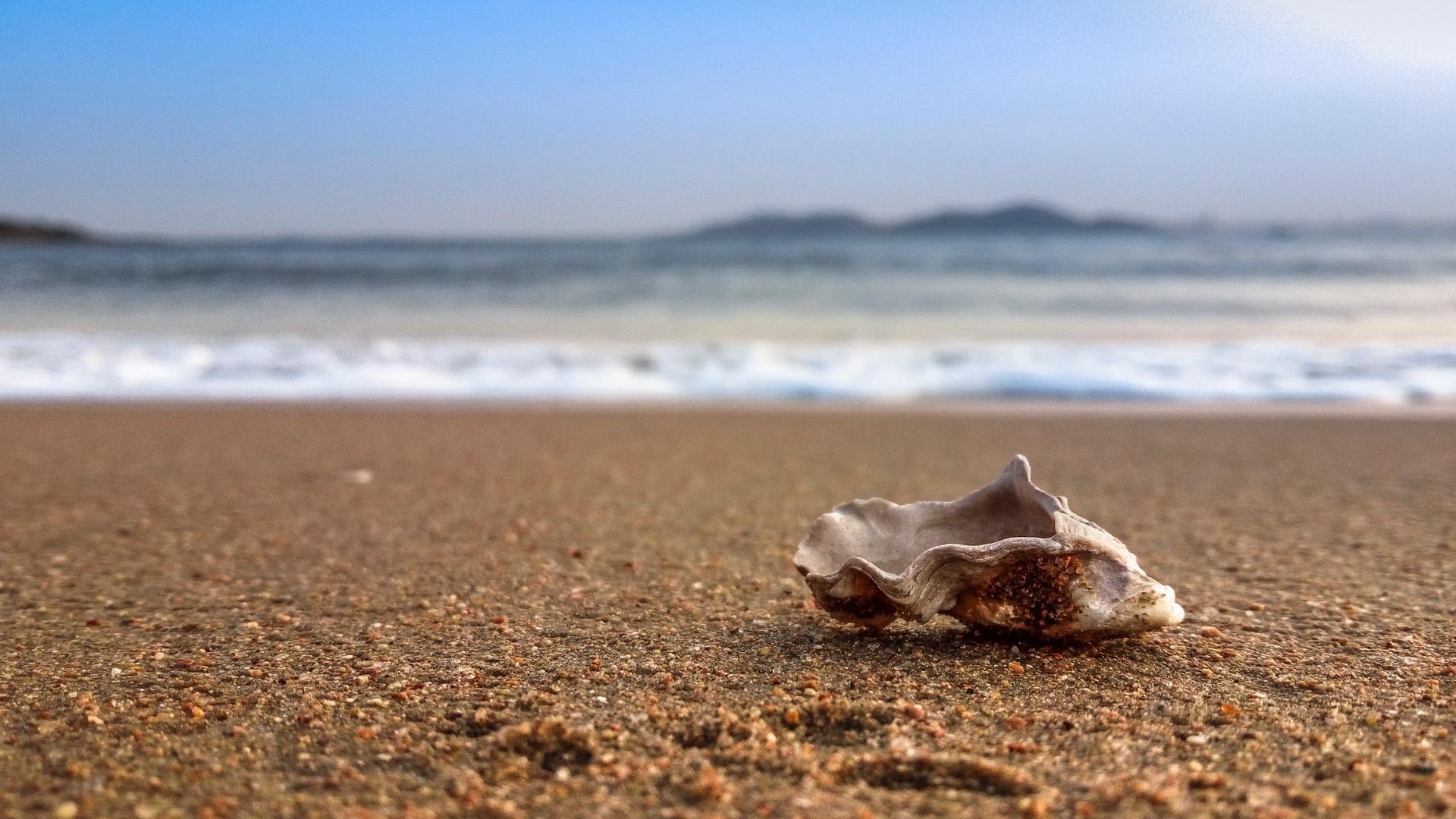 沙滩上贝壳与海螺风景桌面壁纸