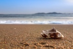 Seashells and conches on the beach landscape desktop wallpaper
