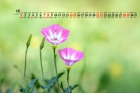 2022年5月田旋花图片桌面日历壁纸