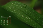 April 2022 green plant eye protection HD calendar wallpaper
