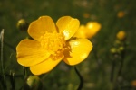 yellow buttercup pictures