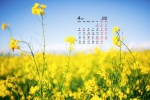 2022年4月护眼油菜花桌面日历壁纸