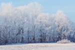 Beautiful winter snowy tree pictures desktop wallpaper