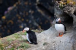 arctic puffin pictures