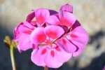 Pink geranium pictures