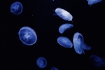 HD jellyfish pictures computer desktop wallpaper