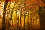 Autumn golden woods landscape wallpaper picture