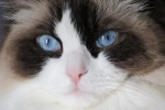 Ragdoll cat pictures Brador cat pictures