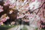 Blooming cherry blossom pictures desktop wallpaper