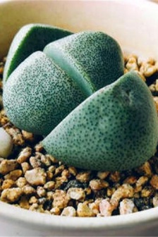 Imperial Jade Succulent Pictures