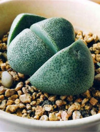 Imperial Jade Succulent Pictures
