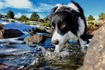 border collie pictures