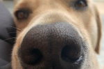 Big nose dog cute avatar