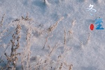 Traditional solar term winter solstice snow scene picture wallpaper