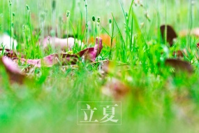 Twenty-Four Solar Terms: Beginning of Summer HD Pictures Desktop Wallpaper