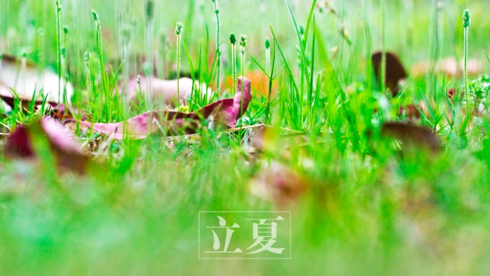 Twenty-Four Solar Terms: Beginning of Summer HD Pictures Desktop Wallpaper