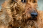 Irish Terrier Pictures