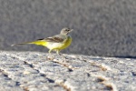 Yellow Wagtail Pictures Small and Cute Yellow Wagtail Pictures