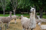 Alpaca pictures tame and cute alpaca pictures