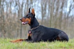 Doberman Pinscher Pictures Doberman Pinscher Pictures