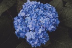 Blooming blue hydrangeas pictures desktop wallpaper