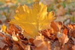 Autumn golden leaves pictures desktop wallpaper