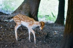 Tender and cute red deer pictures