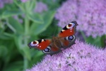 Beautiful peacock butterfly pictures