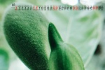 Eye-protecting green plants desktop calendar wallpaper for August 2021