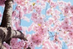 Blooming cherry blossom pictures desktop wallpaper