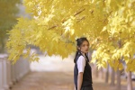 银杏树下的学生妹美女写真图片