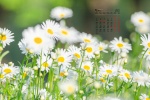 May 2021 fresh and elegant daisy desktop calendar wallpaper