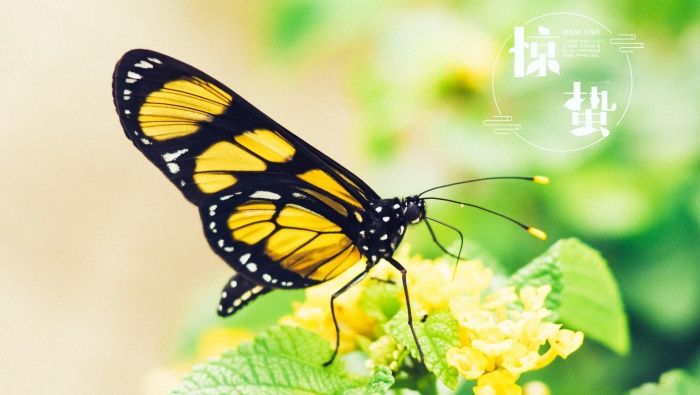 Twenty-four solar terms: Awakening of Insect pictures desktop wallpaper