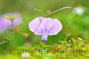 July 2021 Morning Glory Desktop Calendar Wallpaper