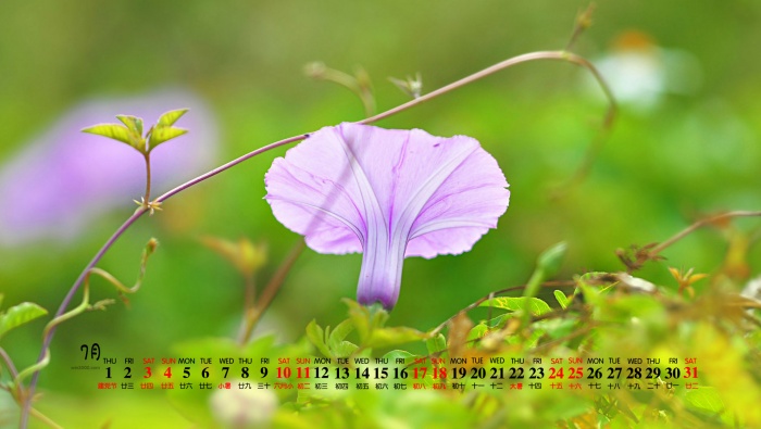 2021年7月牵牛花桌面日历壁纸