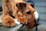 Irish Terrier Pictures