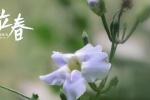 立春时节之牵牛花图片壁纸