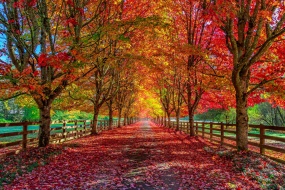 唯美的金秋风光美景壁纸图片