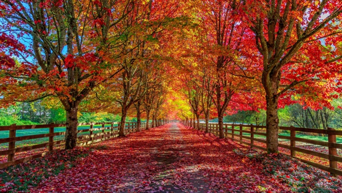 Beautiful golden autumn scenery wallpaper pictures