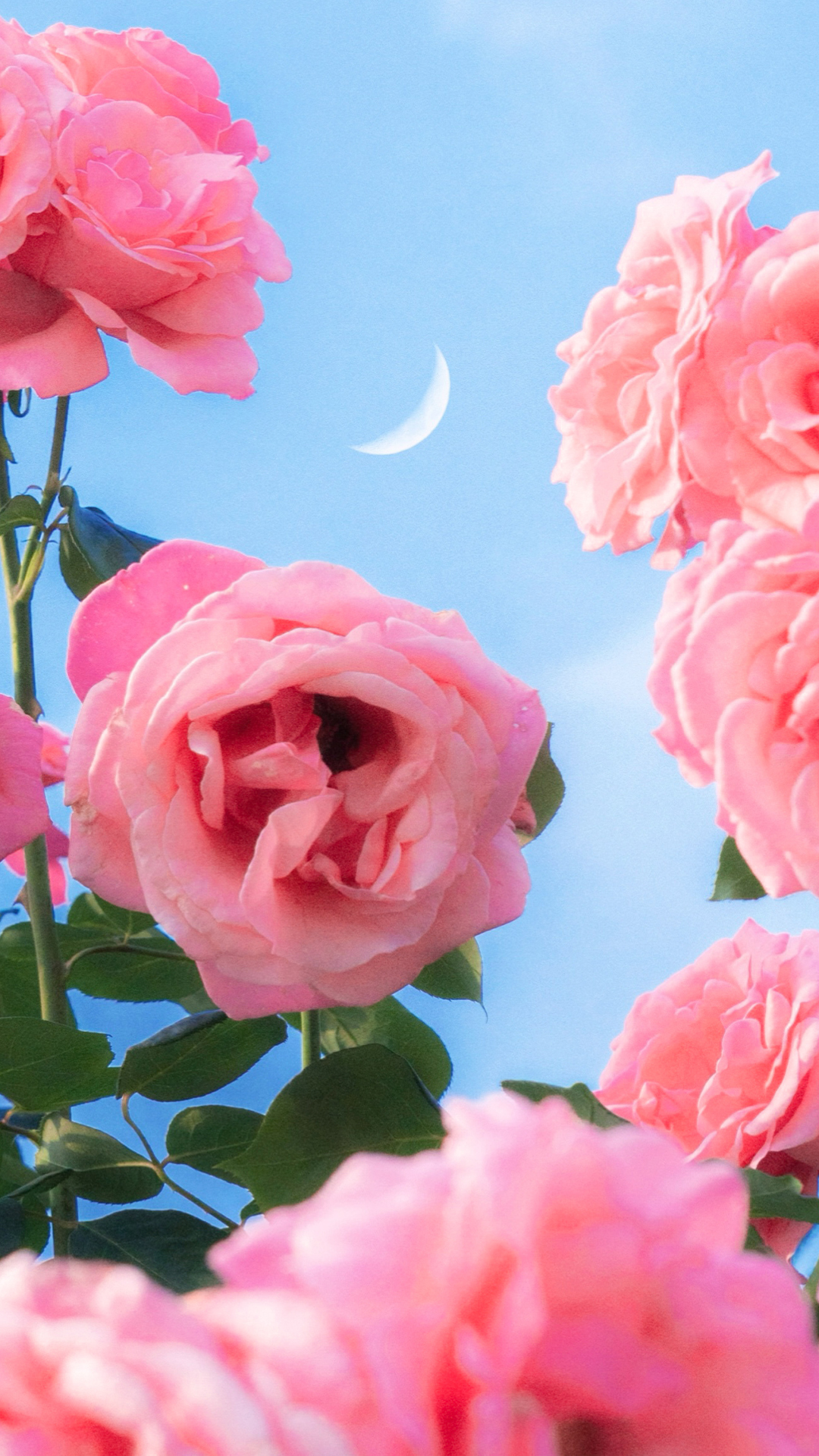 鲜艳的玫瑰花图片手机壁纸 蓝天下的玫瑰花手机壁纸 三千图片网