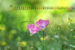 May 2022 field bindweed picture desktop calendar wallpaper
