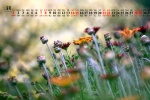 Eye-protecting flowers and beautiful desktop calendar wallpaper for August 2021