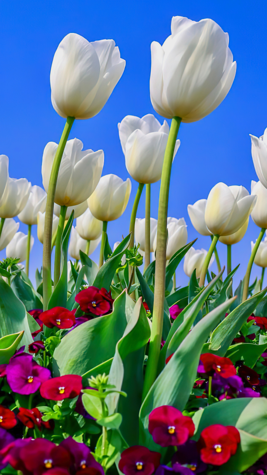 五颜六色的菊花花卉背景品种 库存照片. 图片 包括有 工厂, 一堆, 绿色, 菊花, 新鲜, 照亮, 庭院 - 116314374