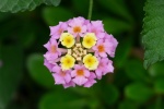 Brightly colored lantana pictures desktop wallpaper