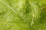 2021年9月綠色植物護眼高清日曆壁紙圖片