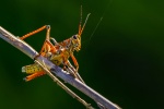 Brown grasshopper picture desktop wallpaper