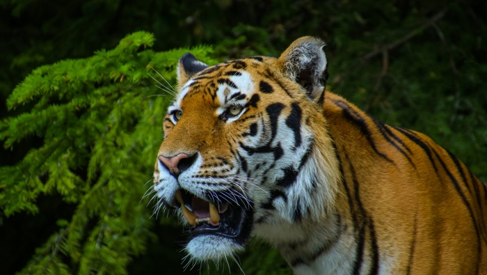 King of the forest tiger computer desktop wallpaper