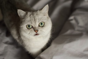 Super cute kitten pictures desktop wallpaper